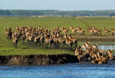 Red deer climbing out of the water left side, Netherlands